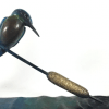 Kingfisher (Fall) - Image 4