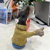 Wire hair dachshund , George - Sold - Image 4