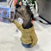 Wire hair dachshund , George - Sold - Image 3