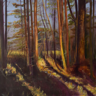 Scotch Pines in Dapple Light