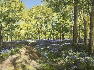 Bluebell Wood